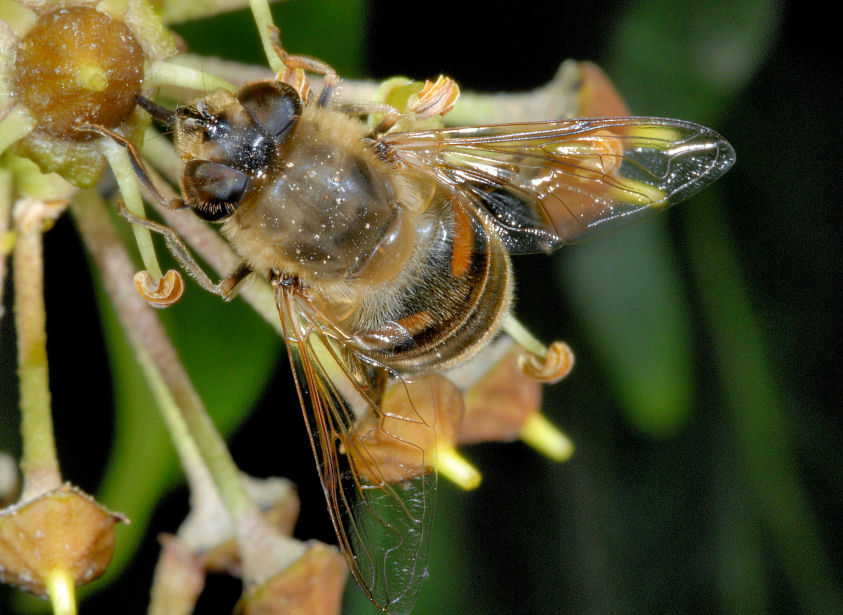Le mie amiche api, sirfide e mosca